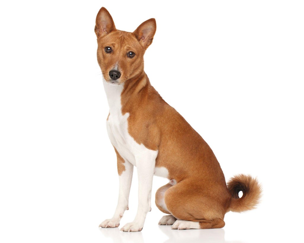 10 Best Hypoallergenic Dog Breeds of 2023 – (Also Cute) 6 Basenji